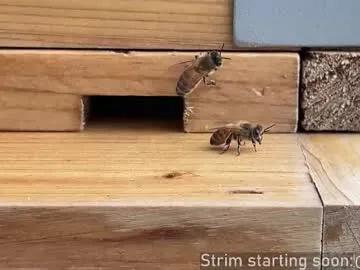 Freechat booker_baxton on Chaturbate