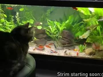 Freechat booker_baxton on Chaturbate