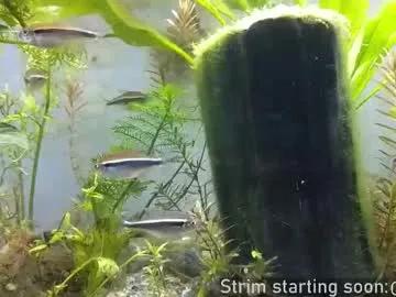 Freechat booker_baxton on Chaturbate